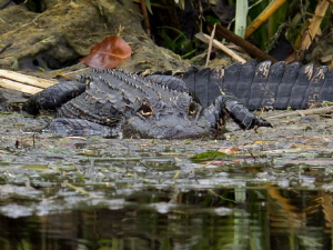 Gator at Wakulla River by Beate Seiler 